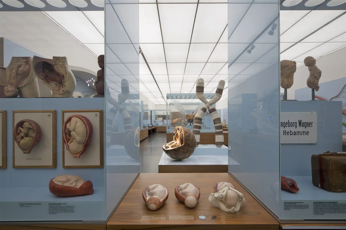 Zellmodell, Deutsches Hygiene-Museum Dresden